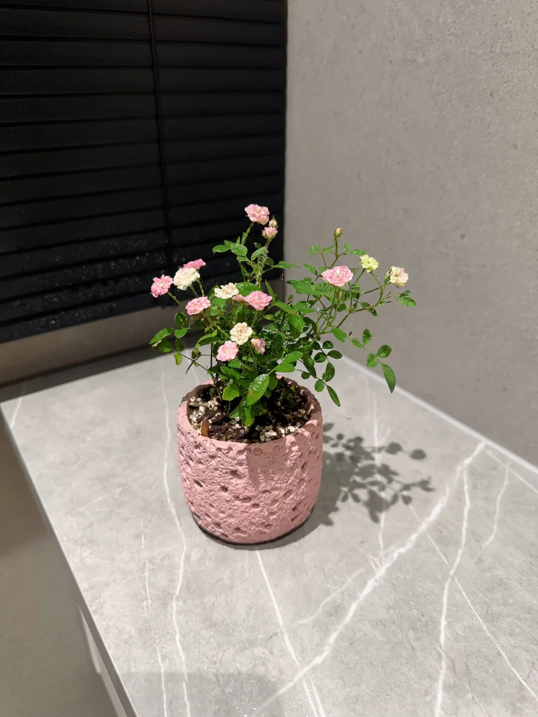 小的不成样 却美得不像话?｜超微月季