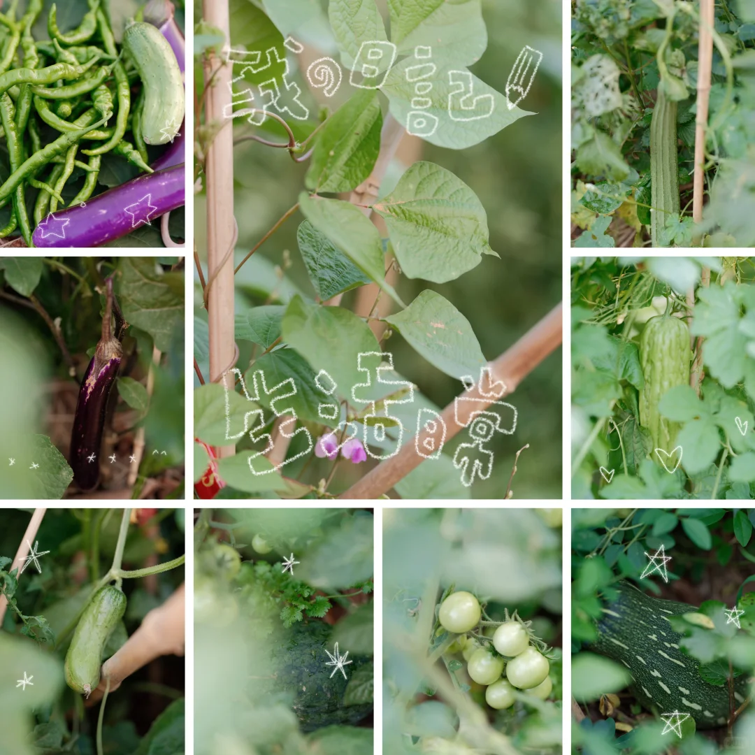 我要我的小菜园~各种蔬菜