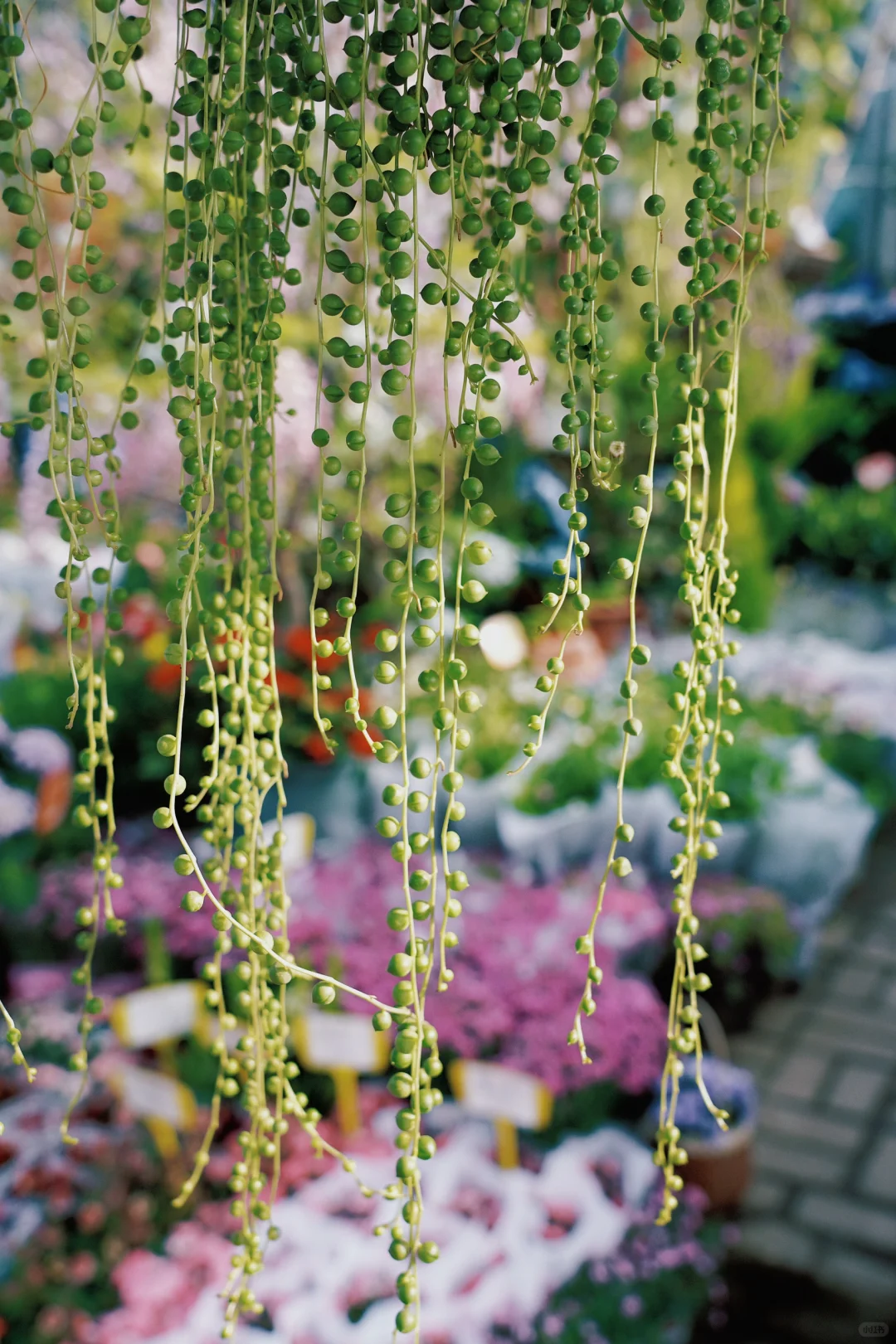 ?合肥的花市已经美到下一个level了！