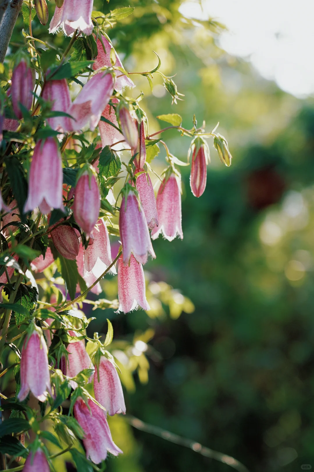 ?合肥的花市已经美到下一个level了！
