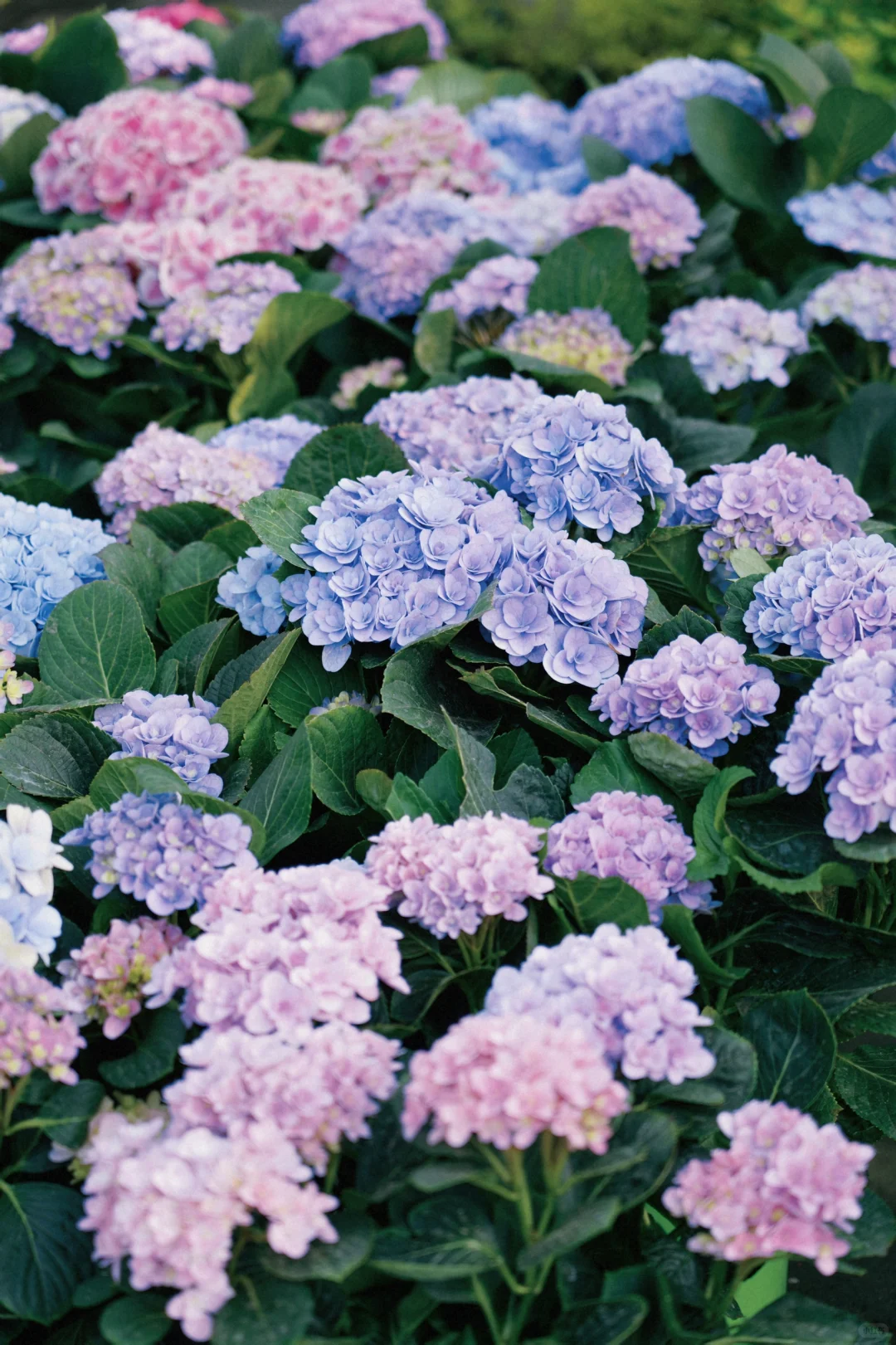 ?合肥的花市已经美到下一个level了！