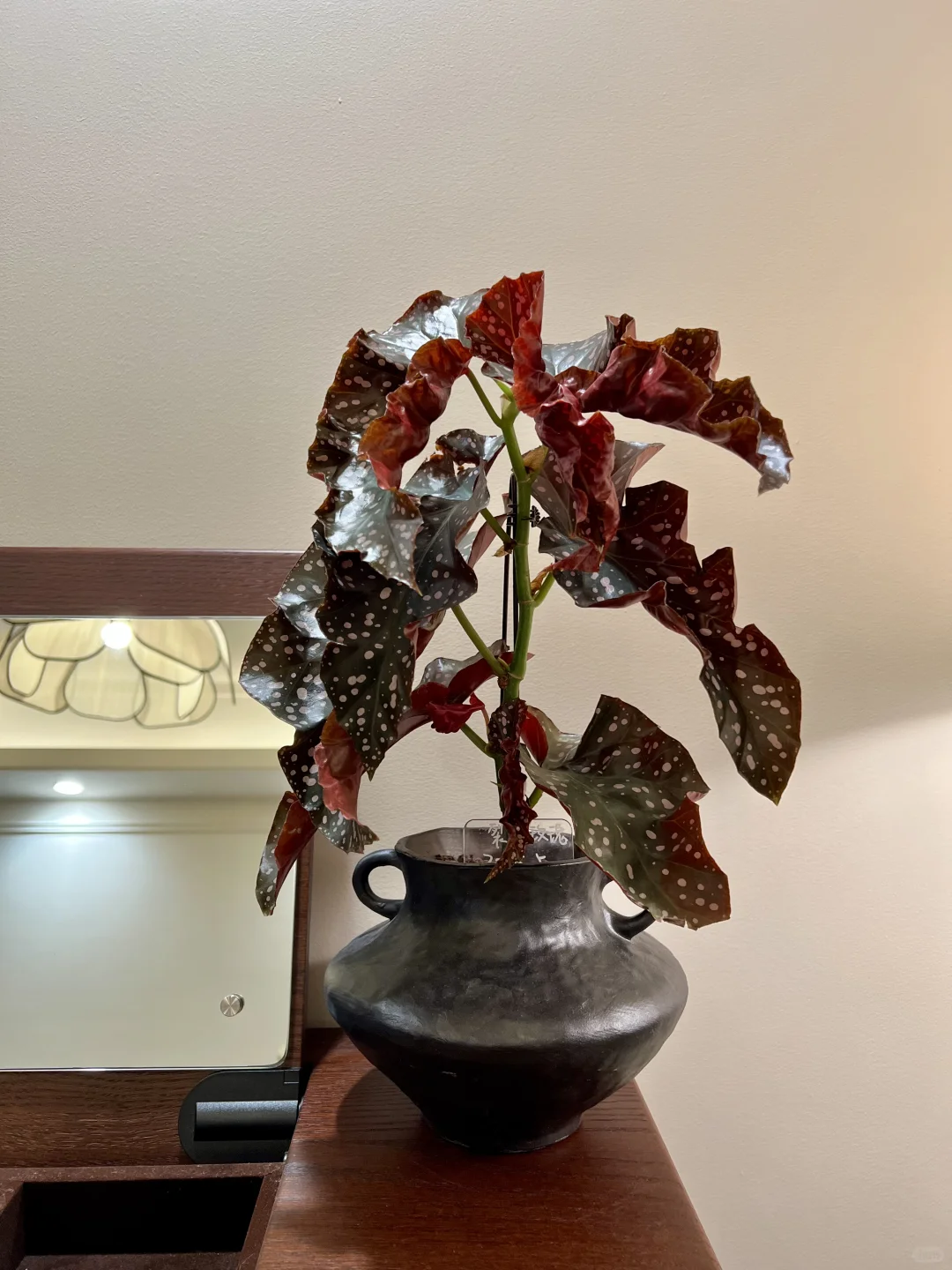 封闭阳台，一棵会开花的树