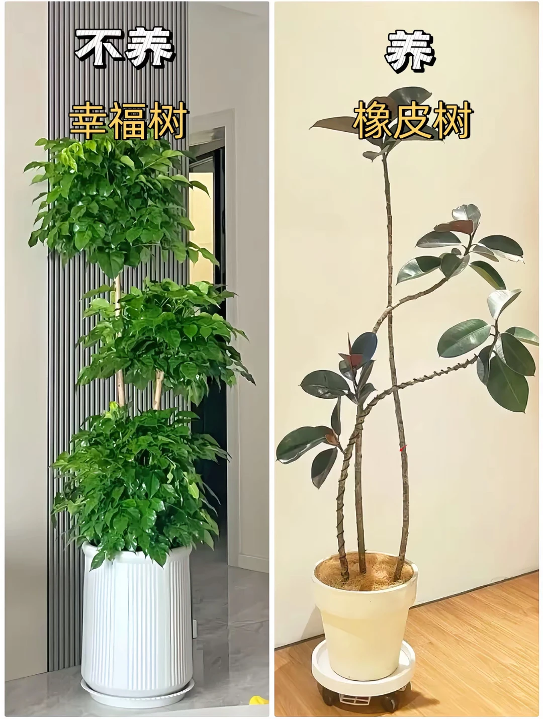 适合客厅摆放的绿植花卉，好养易活！