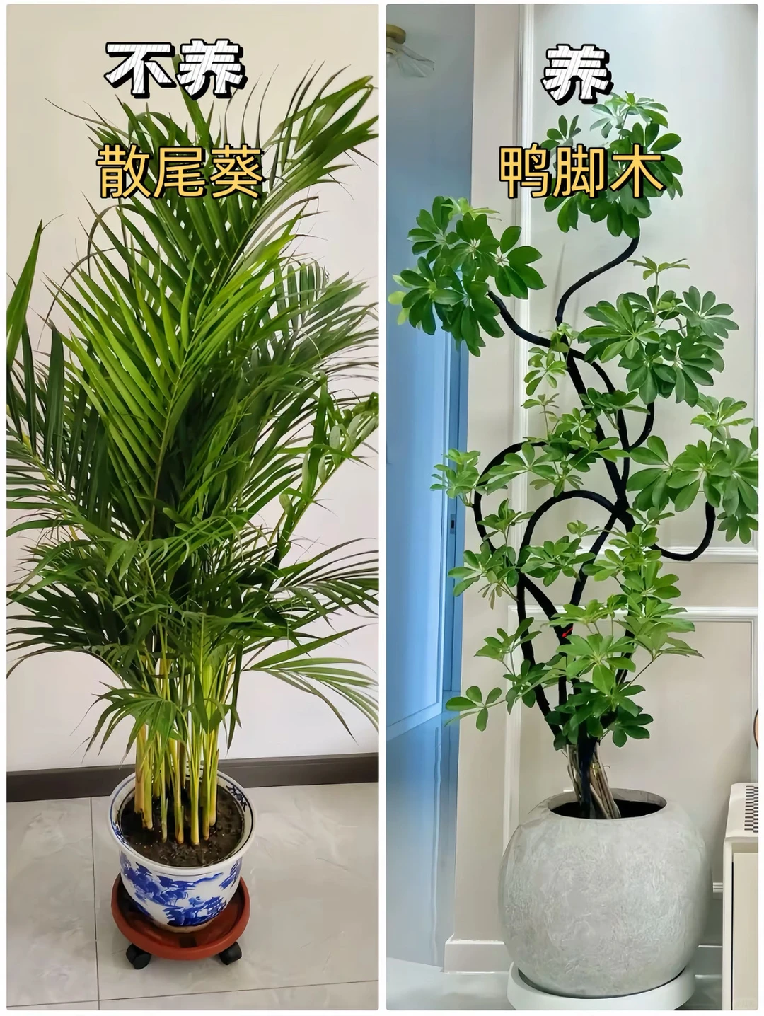 适合客厅摆放的绿植花卉，好养易活！