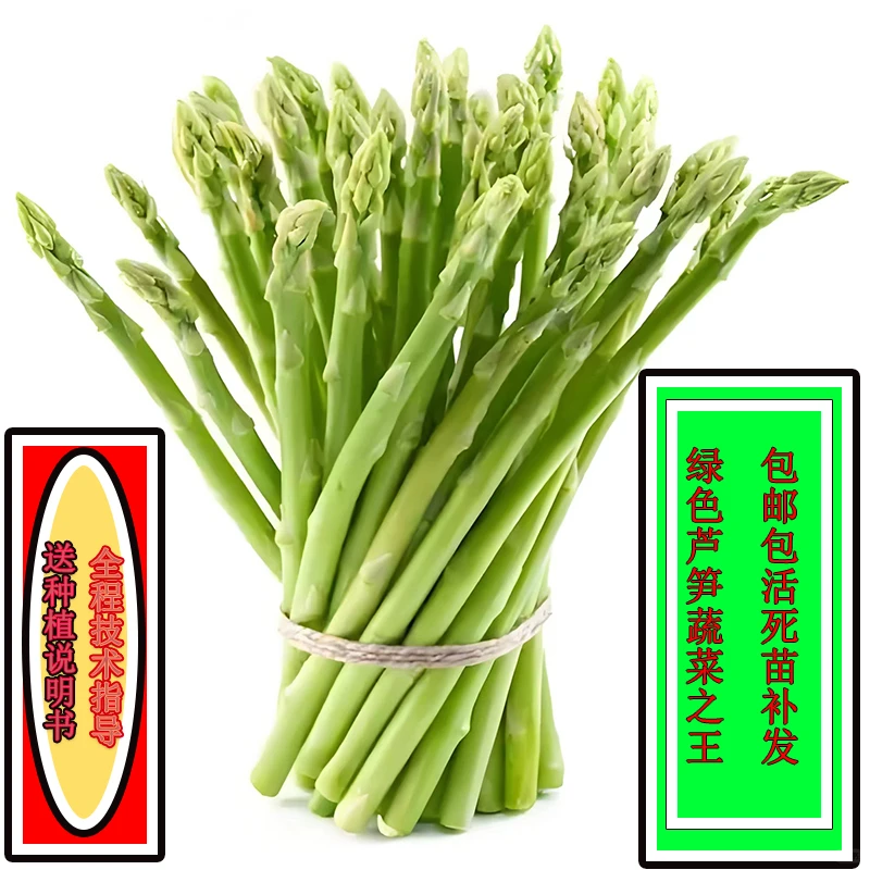 芦笋根苗种植?紫色绿色四季阳台盆栽✨