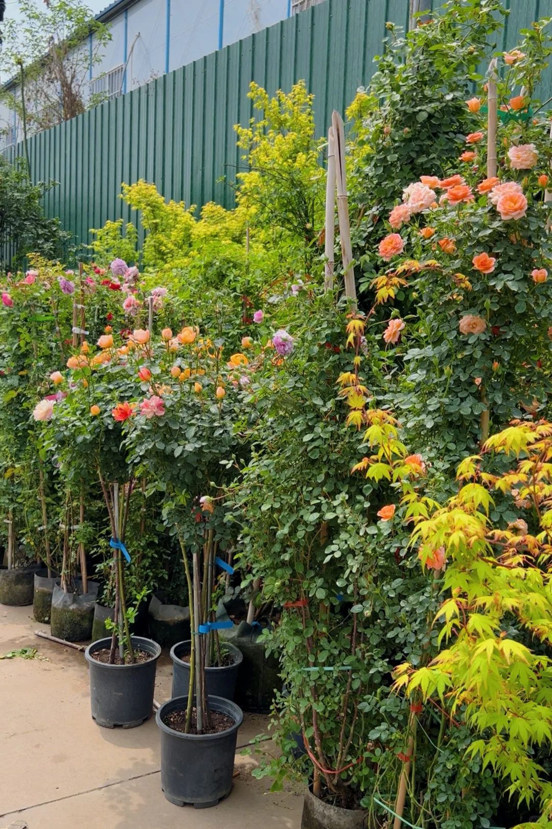 洛阳|你不知道的买花地儿!(2025 最新实探)