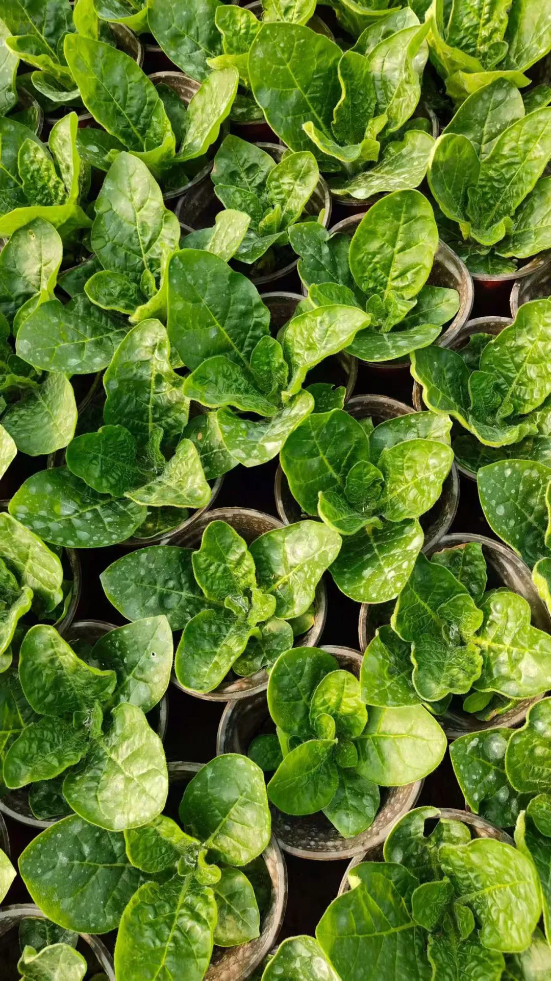 花烟草 基地直销有货有量