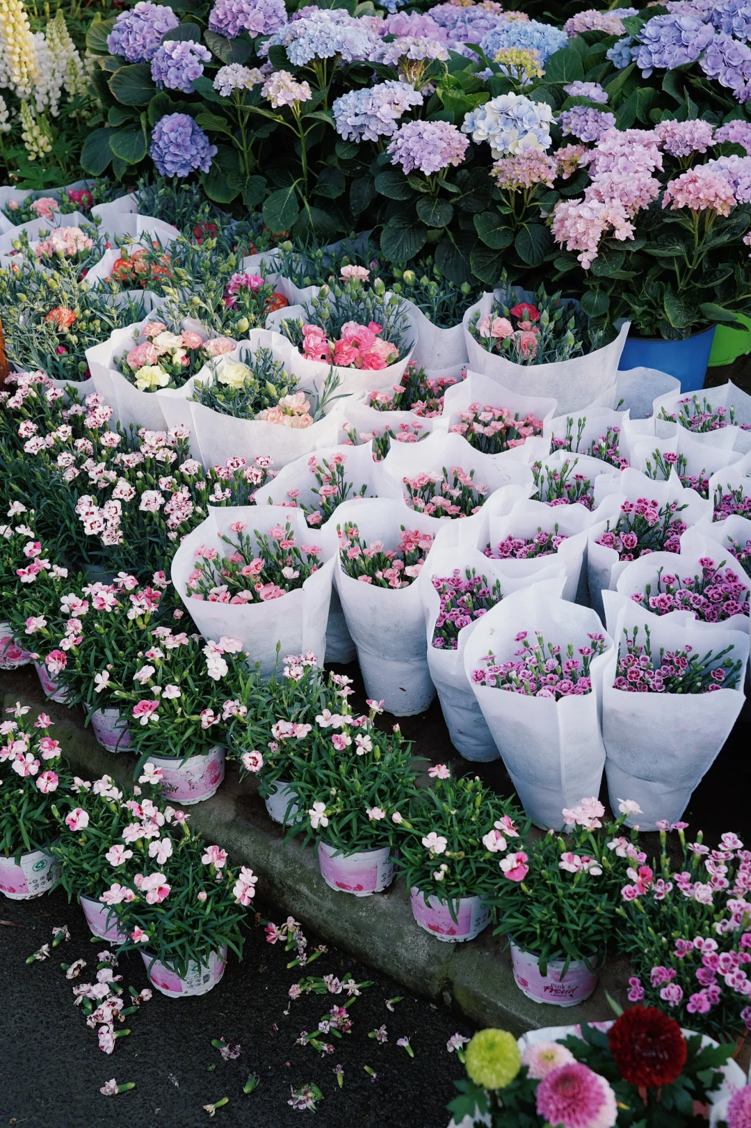 ?合肥的花市已经美到下一个level了！