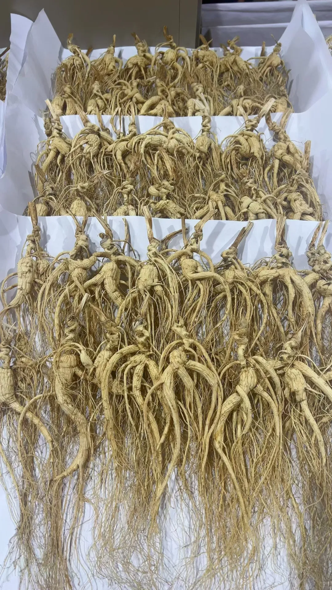 都是林下参都是籽货，相差的那是天壤之别。