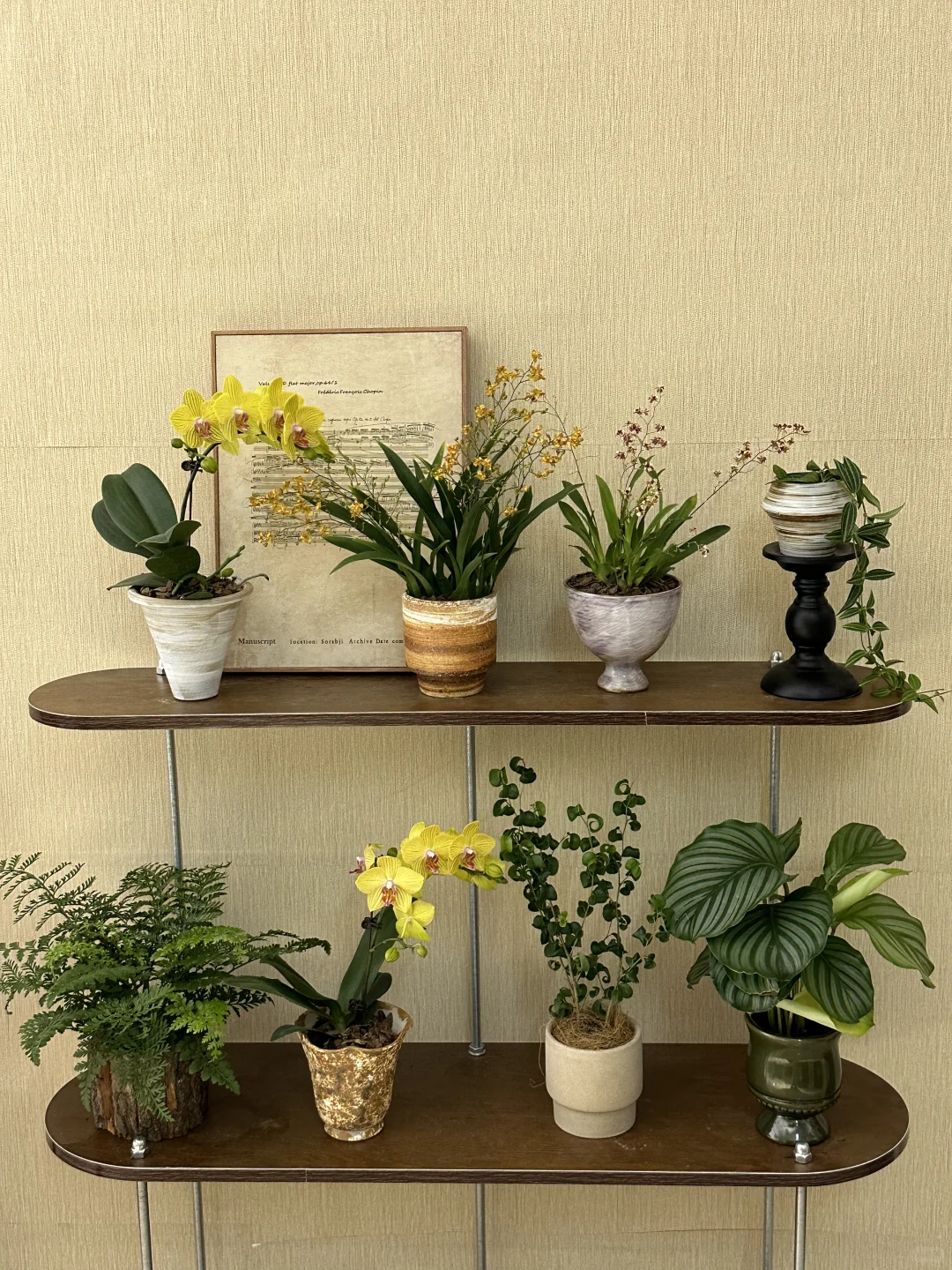 平价中古风绿植分享?