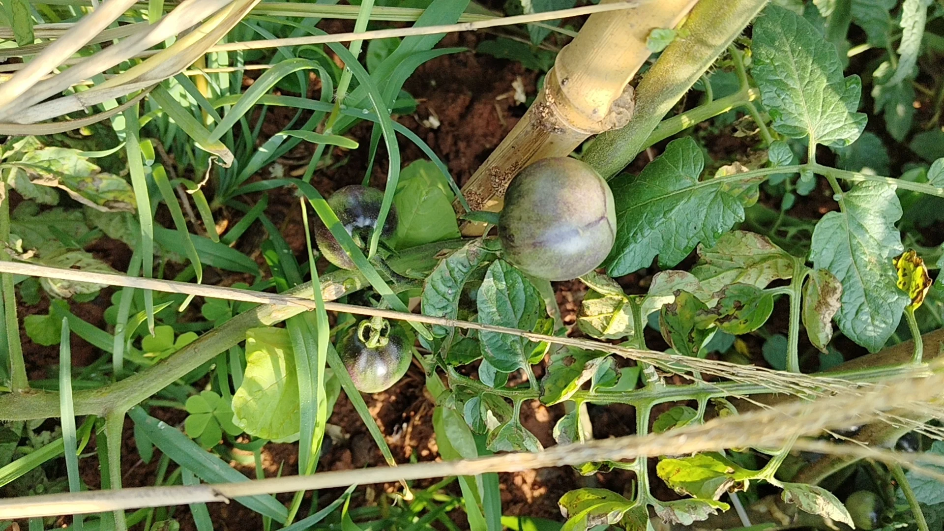 我的乡村生活菜地