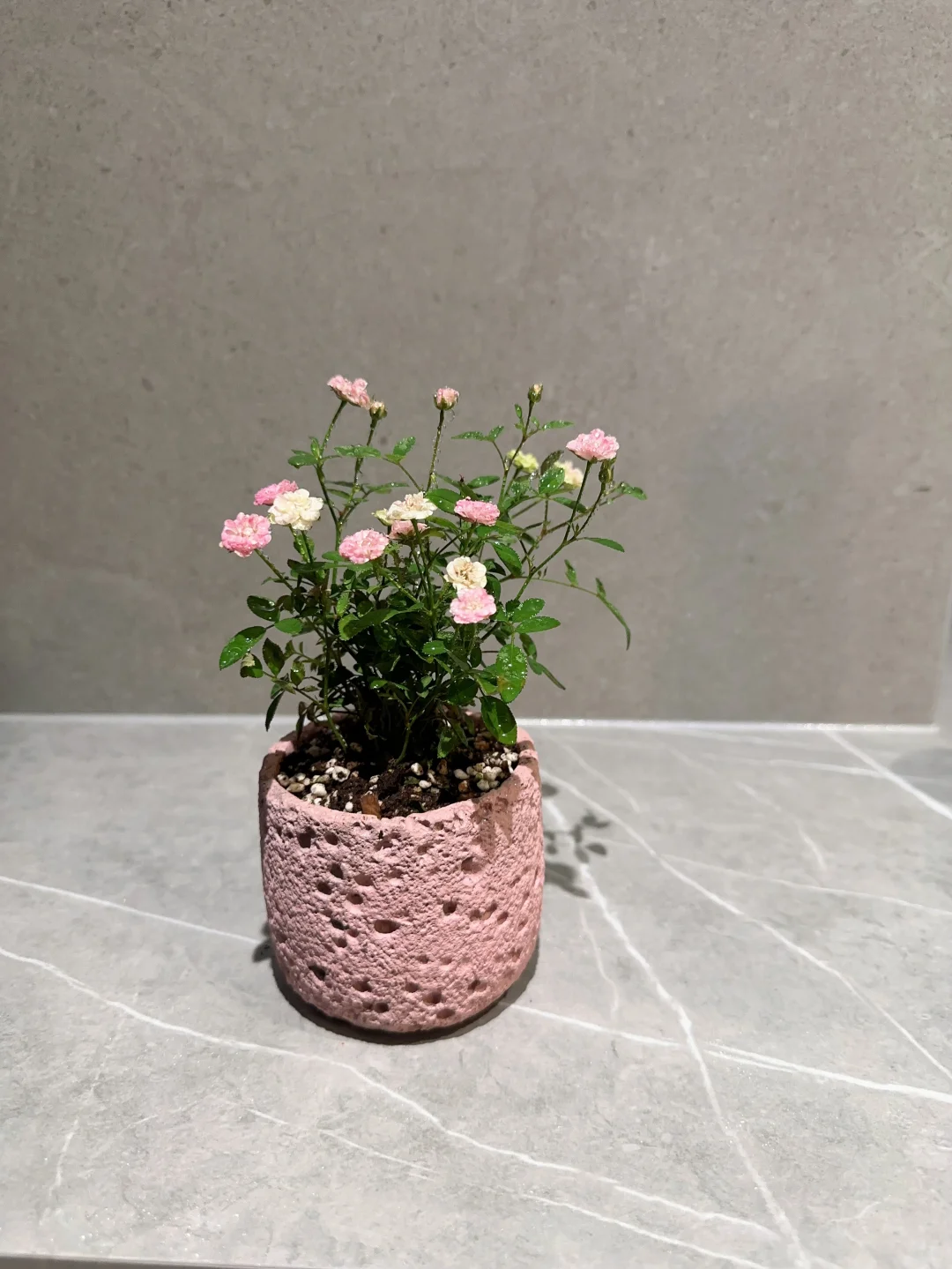 小的不成样 却美得不像话?｜超微月季