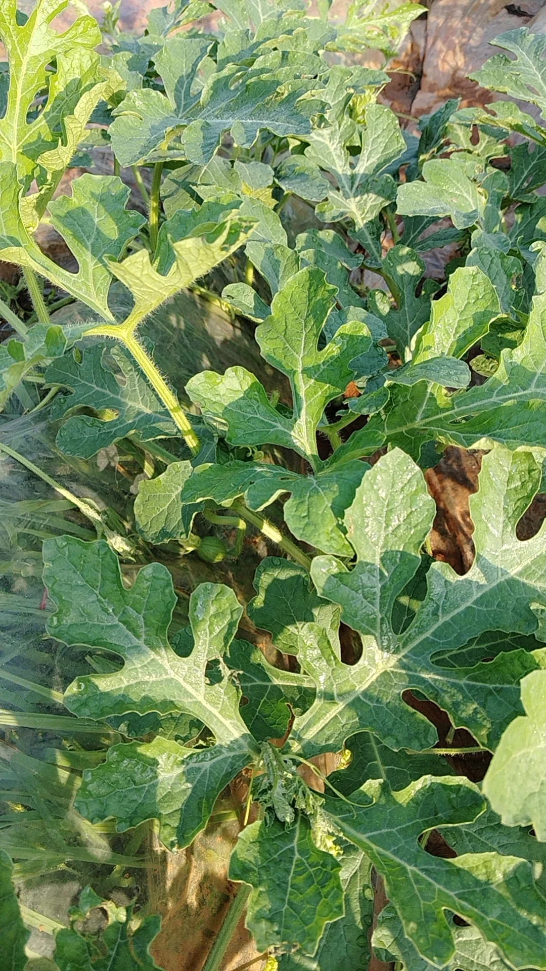 我的乡村生活菜地