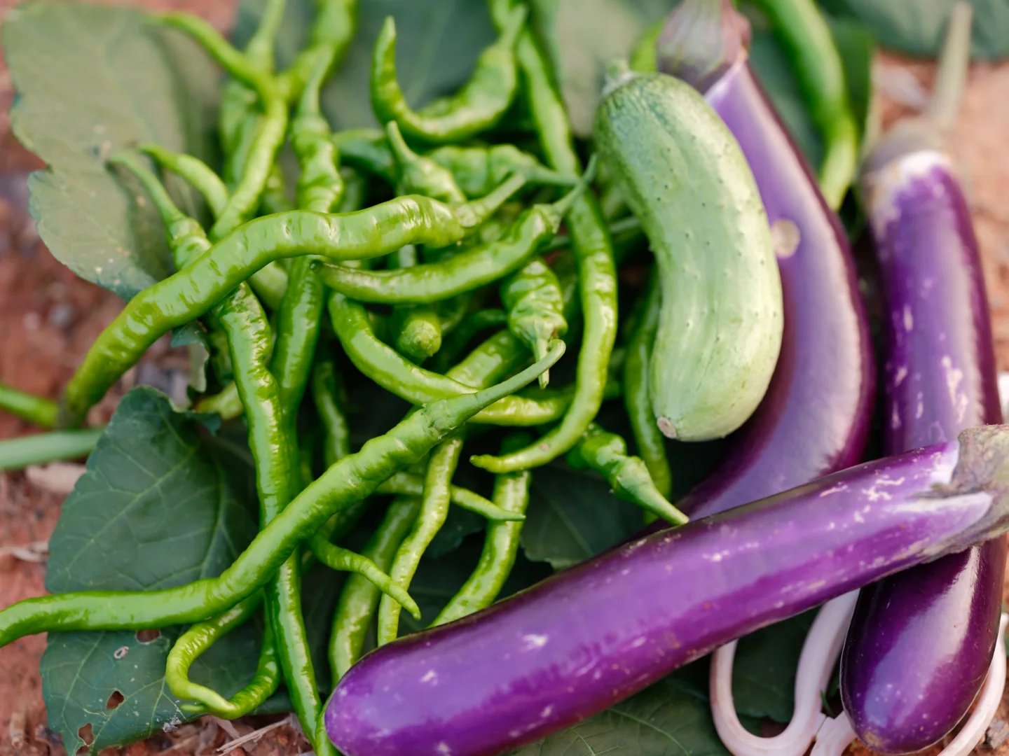 我要我的小菜园~各种蔬菜