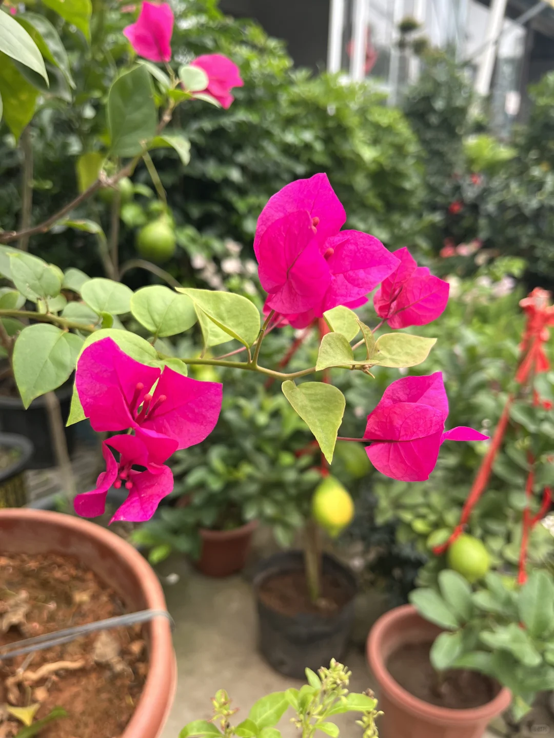 快来为家中添置些漂亮绿植吧！新货上架！