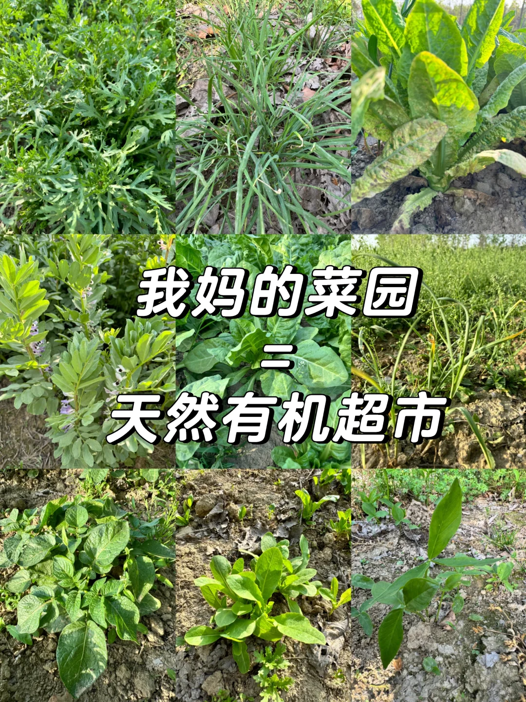 老妈的宝藏菜园，承包我家一年的蔬菜?