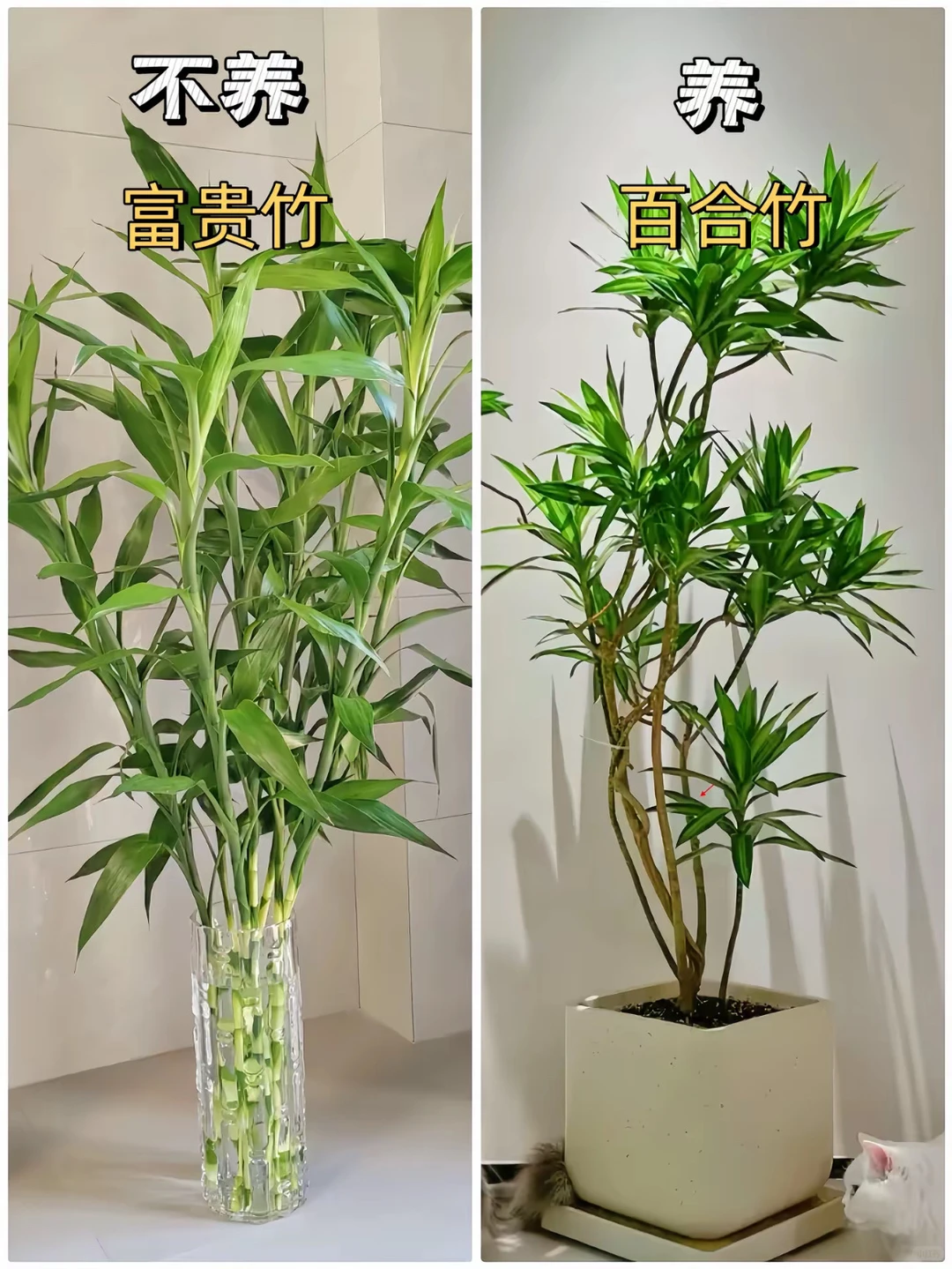适合客厅摆放的绿植花卉，好养易活！