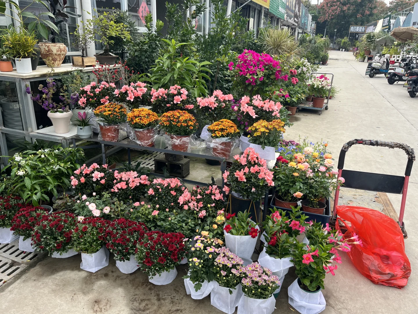 快来为家中添置些漂亮绿植吧！新货上架！