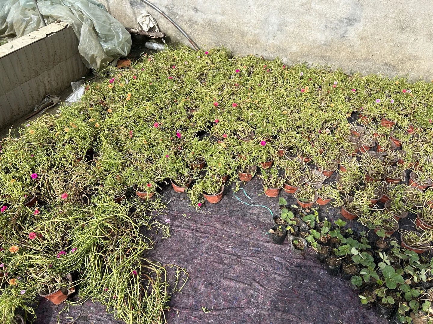 太阳花清地9.9元5盆7.9元3盆