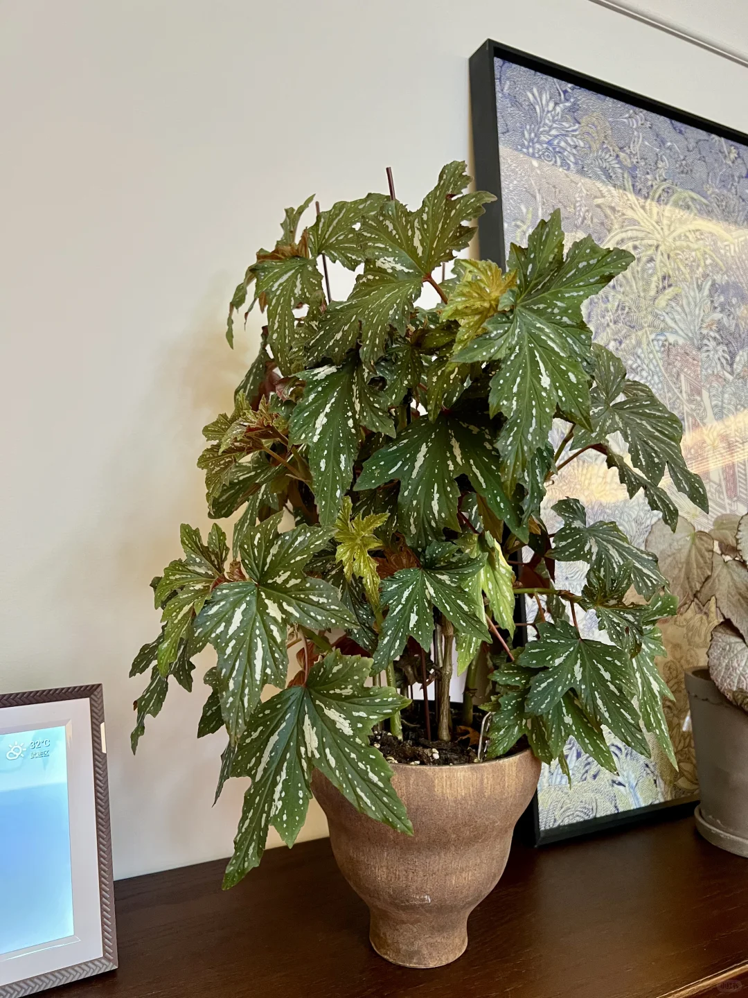 封闭阳台，一棵会开花的树