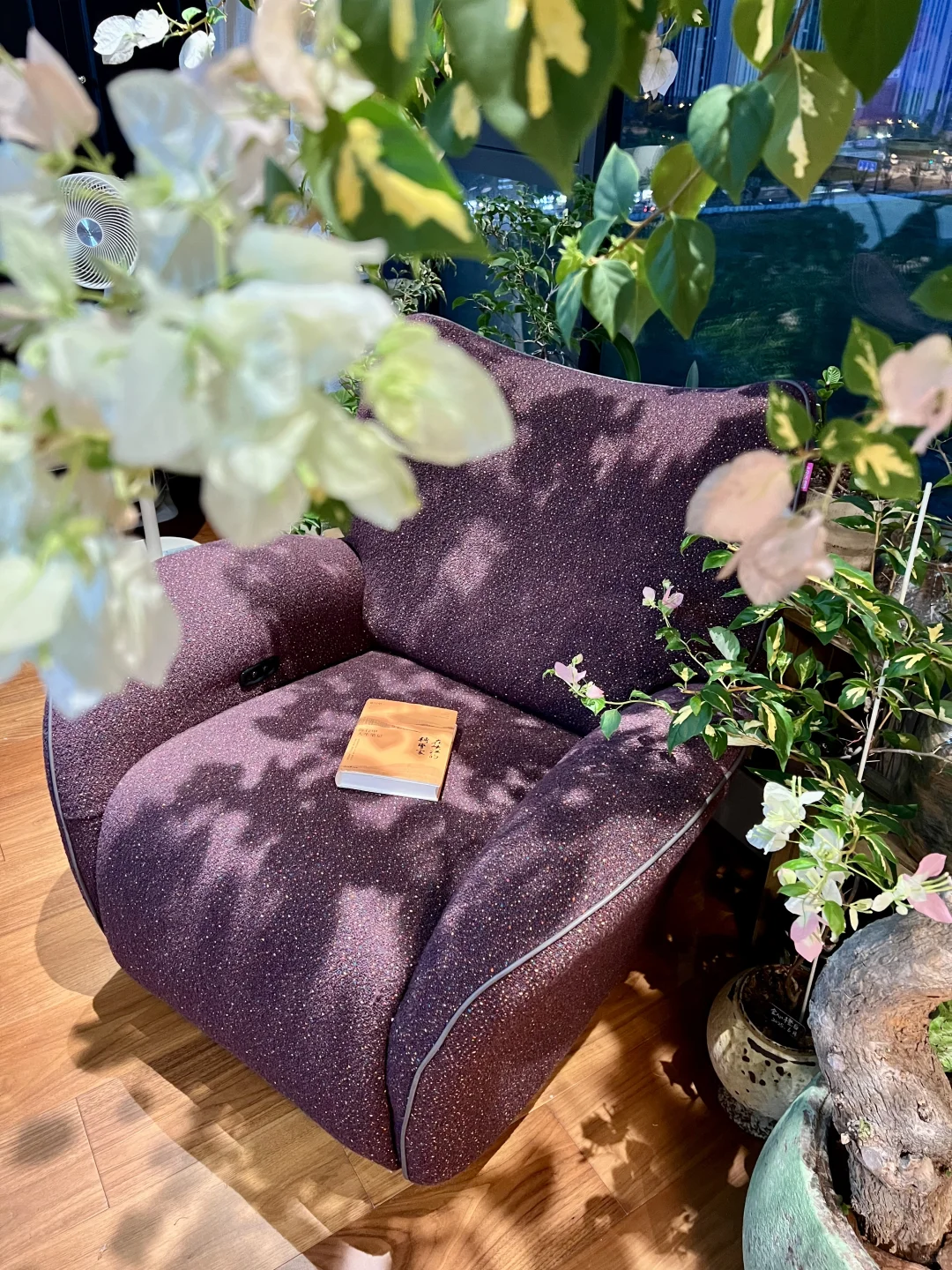 封闭阳台，一棵会开花的树