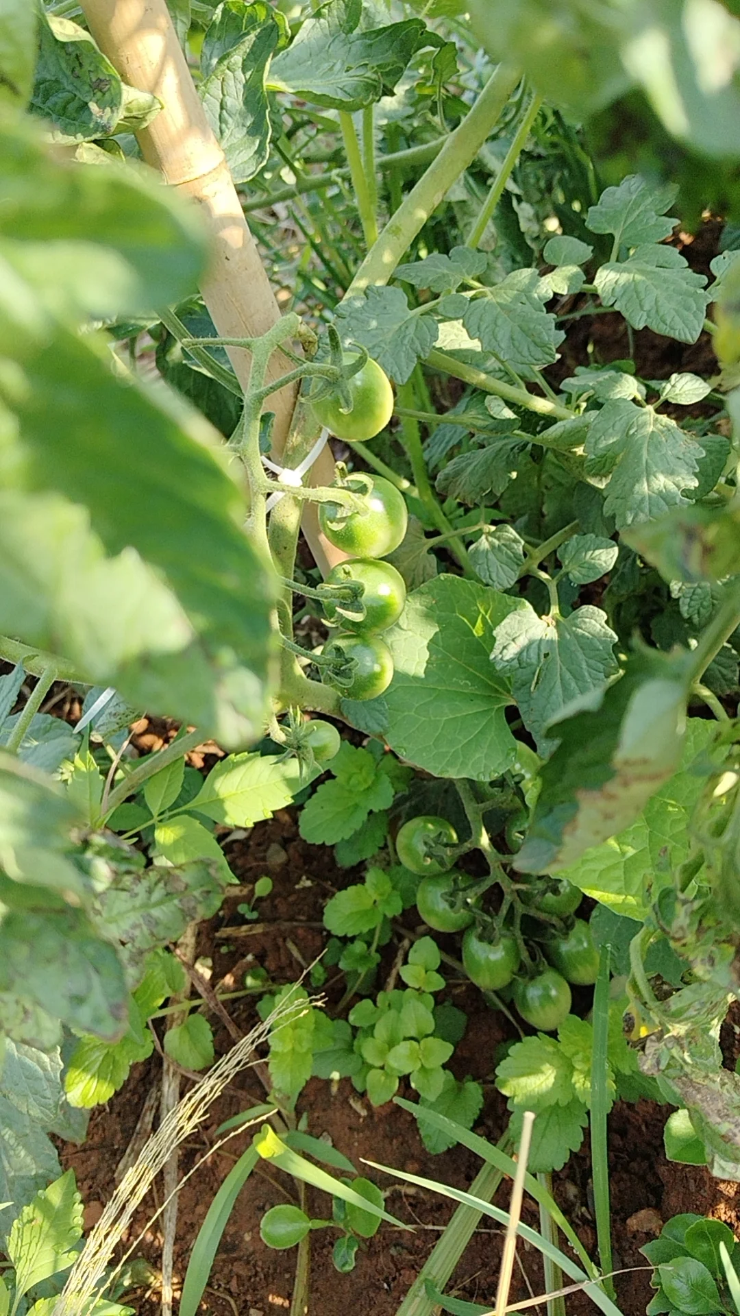 我的乡村生活菜地