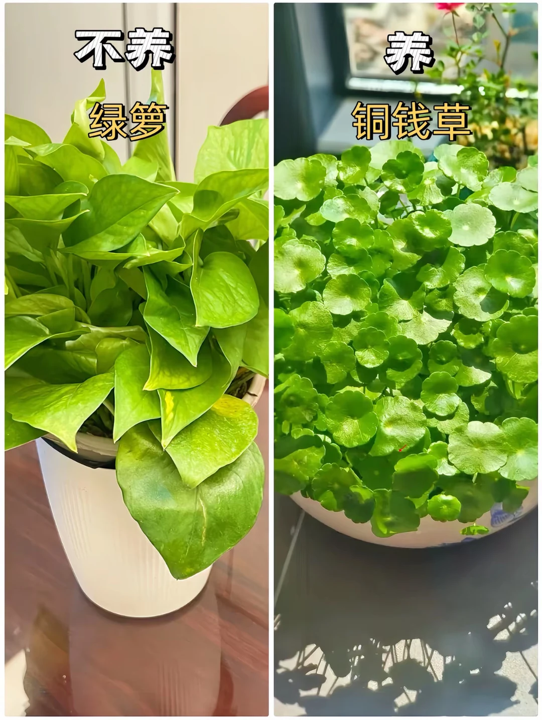 适合客厅摆放的绿植花卉，好养易活！