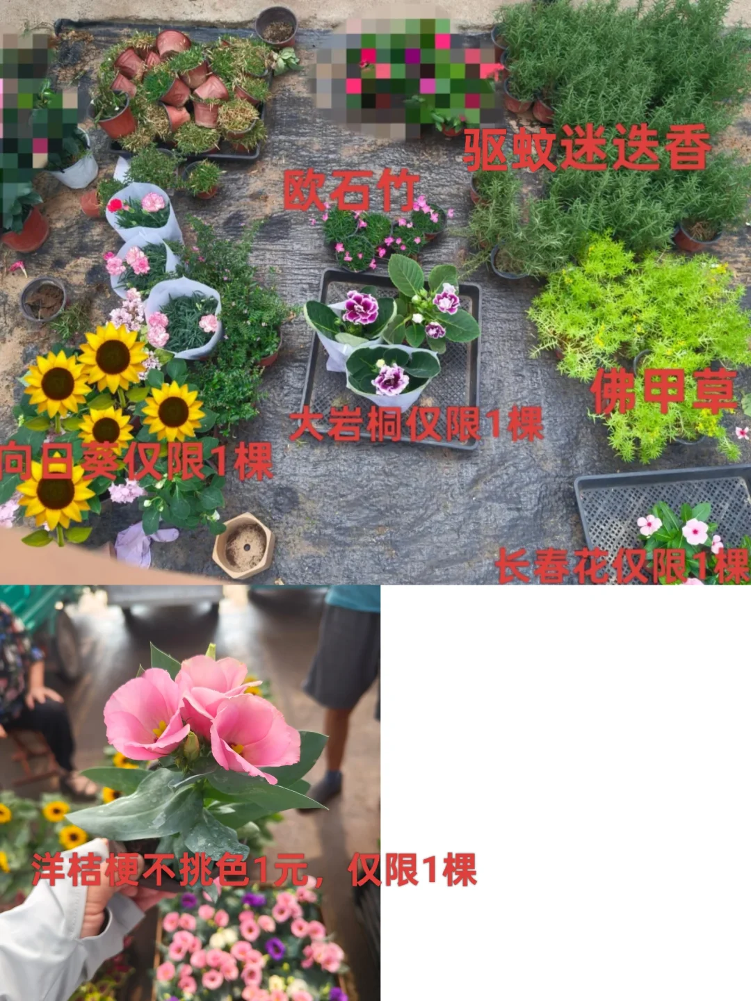 免费的花快来领，免费领5斤5-8棵！！