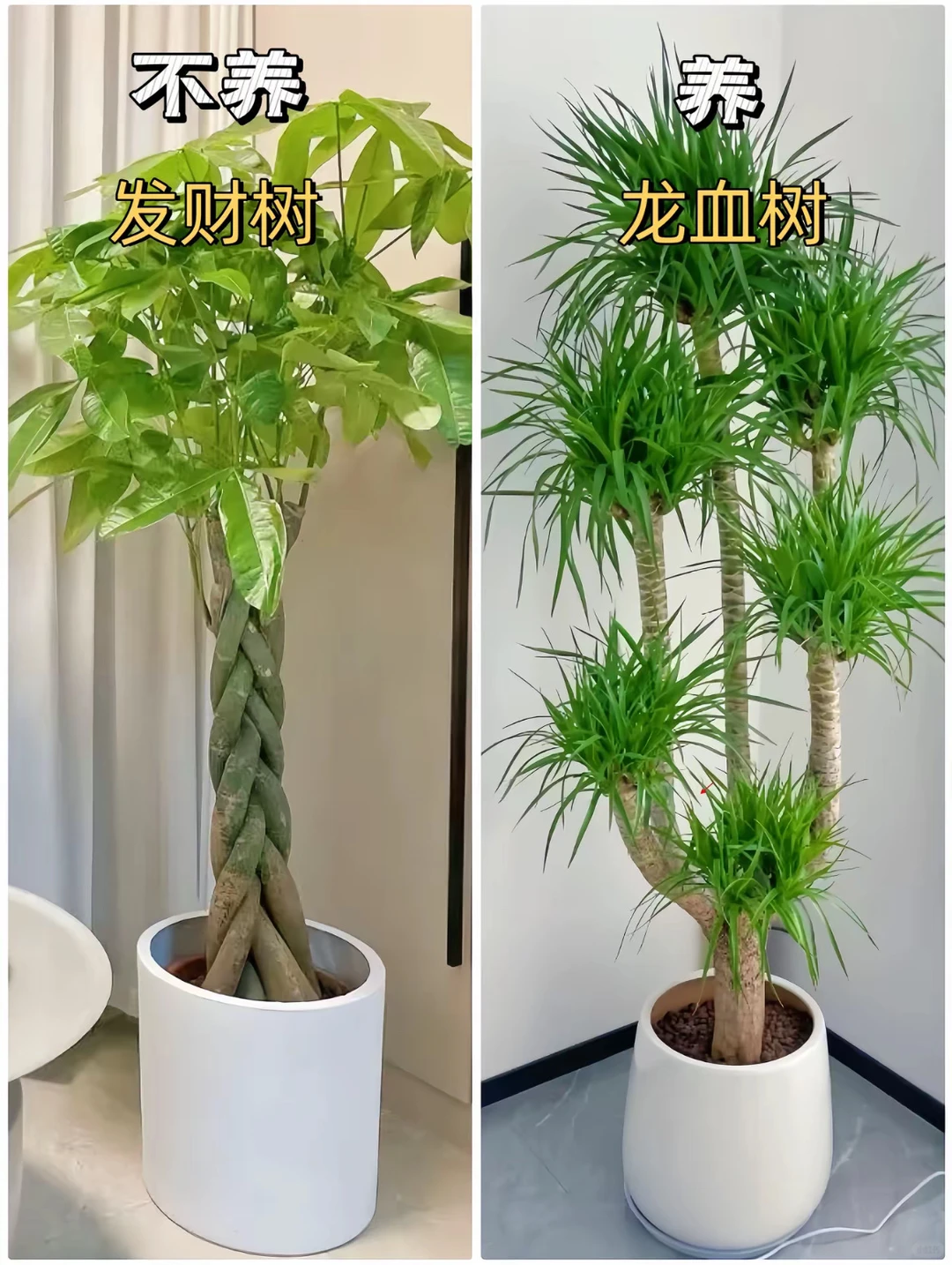 适合客厅摆放的绿植花卉，好养易活！