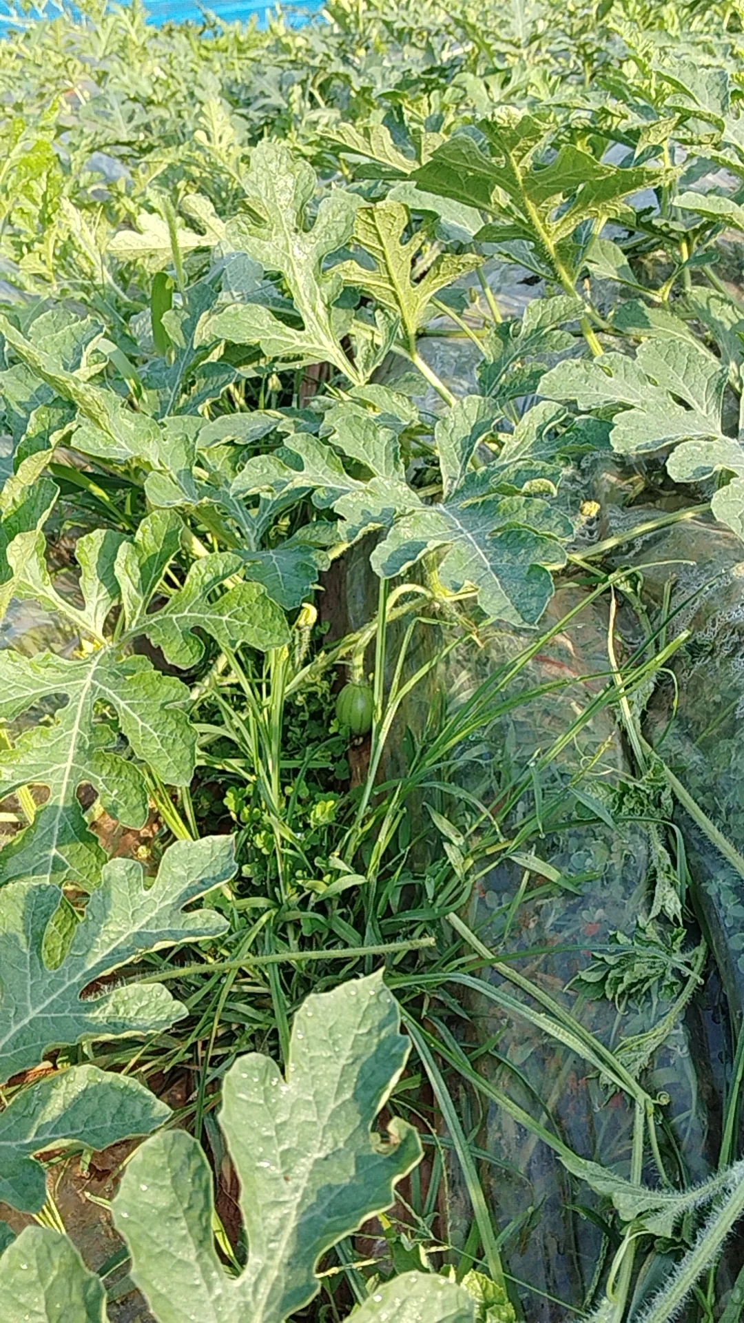 我的乡村生活菜地