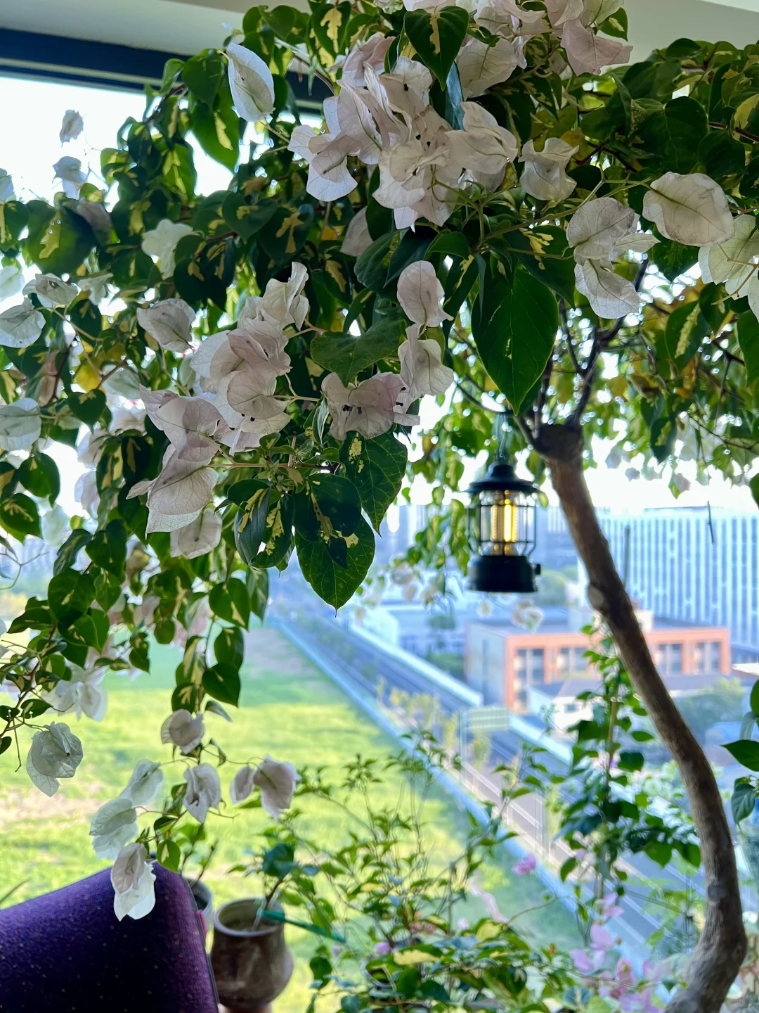 封闭阳台，一棵会开花的树