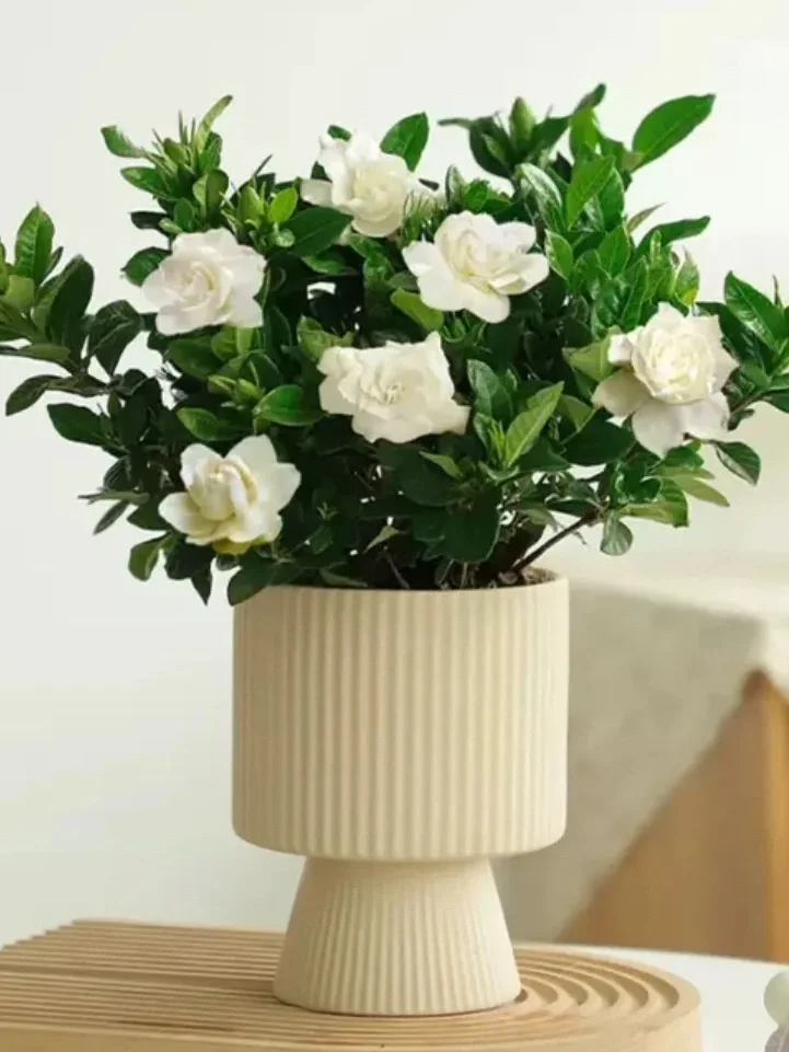 九款自带香气的盆栽✨