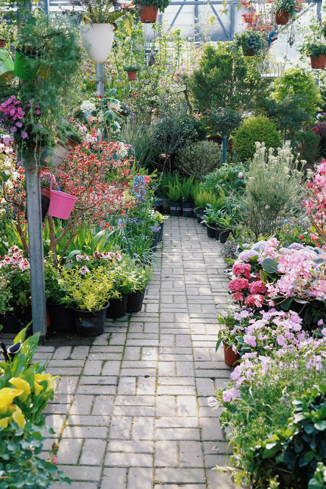 ?合肥的花市已经美到下一个level了！