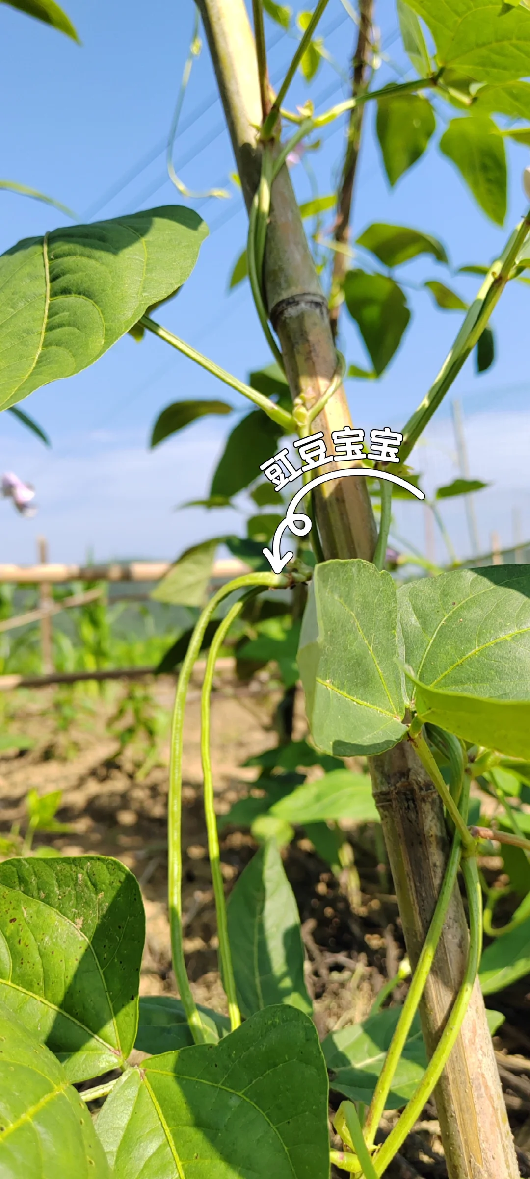 春天播种的蔬菜，夏天也是丰收的季节