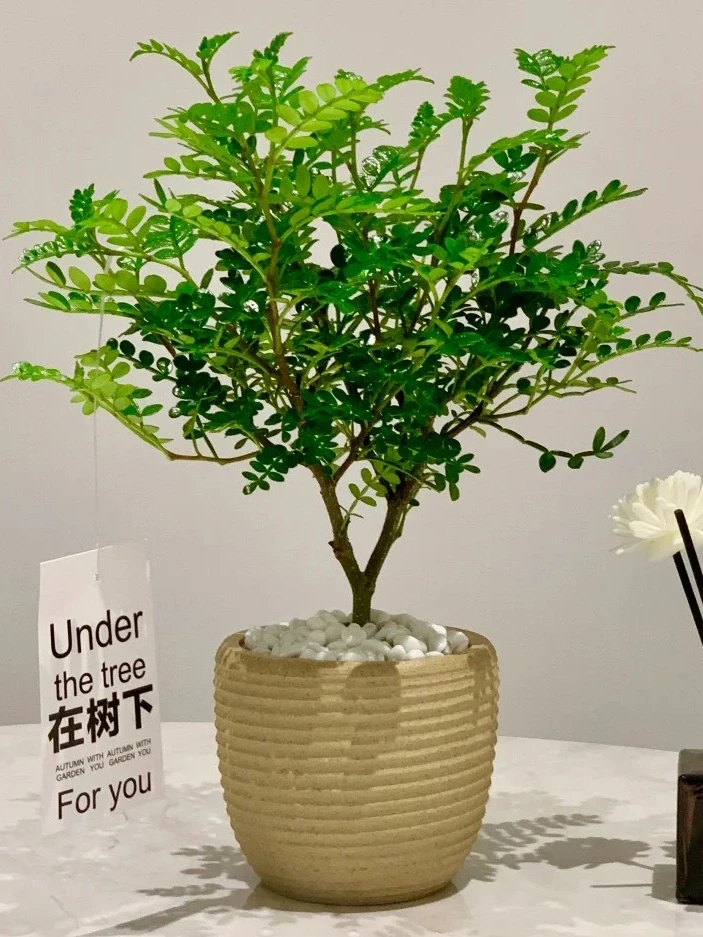 九款自带香气的盆栽✨