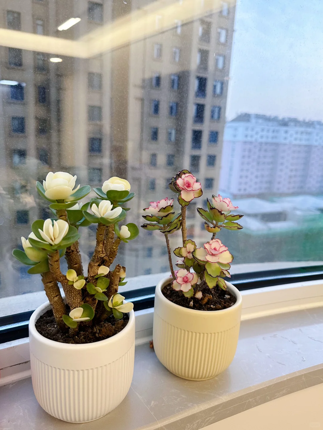 带来春天气息 治愈你的可可爱爱花