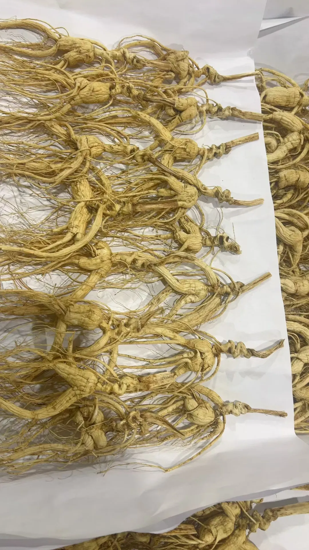 都是林下参都是籽货，相差的那是天壤之别。