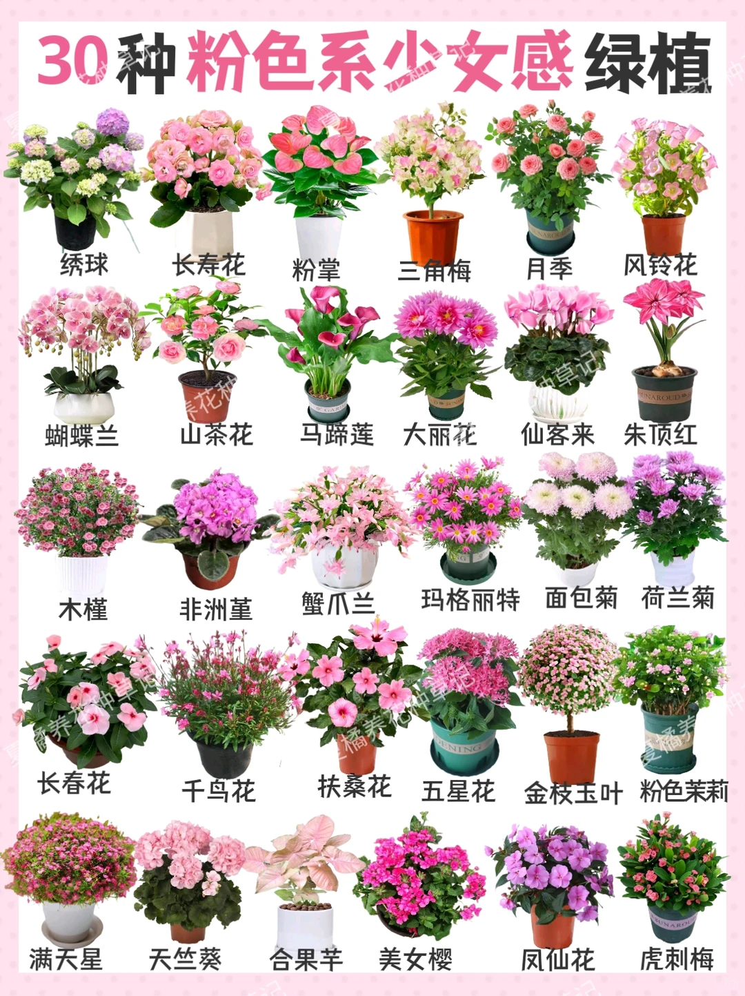 救命！这些粉粉嫩嫩的绿植也太治愈了吧