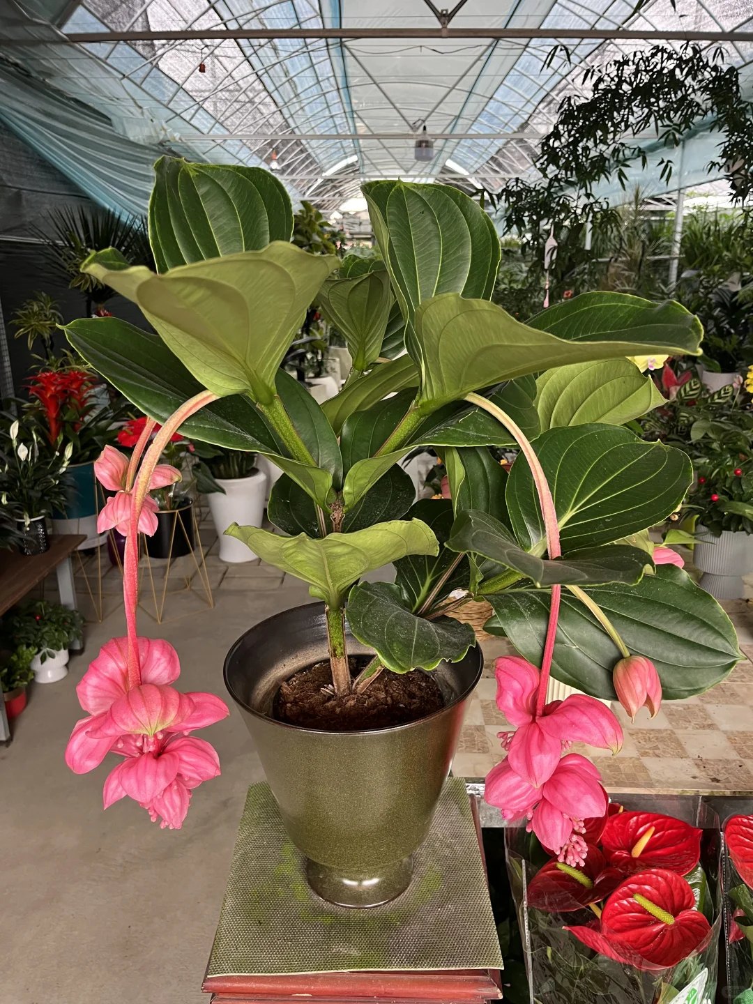 快来为家中添置些漂亮绿植吧！新货上架！