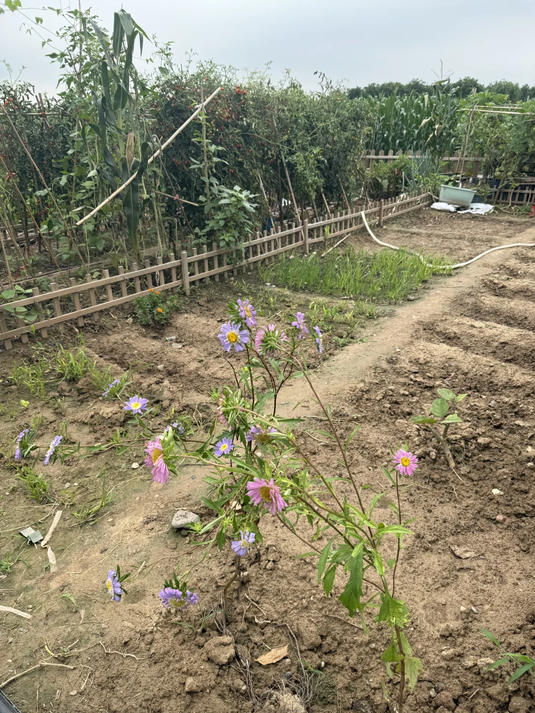 不一样的种植，一样的快乐