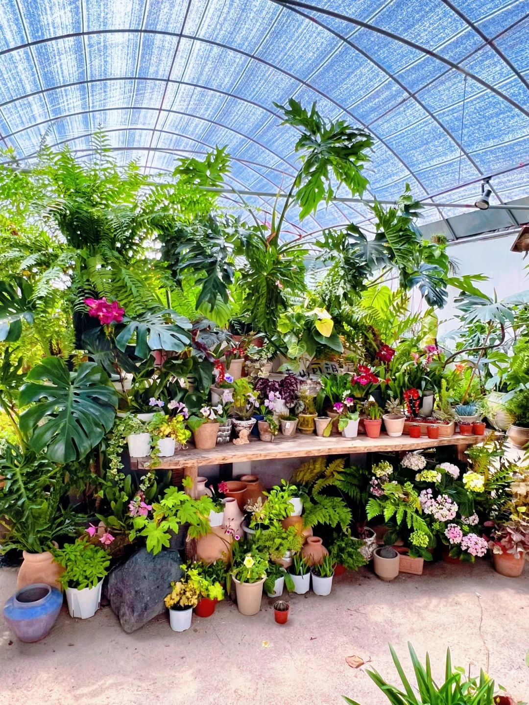 洛阳|你不知道的买花地儿!(2025 最新实探)