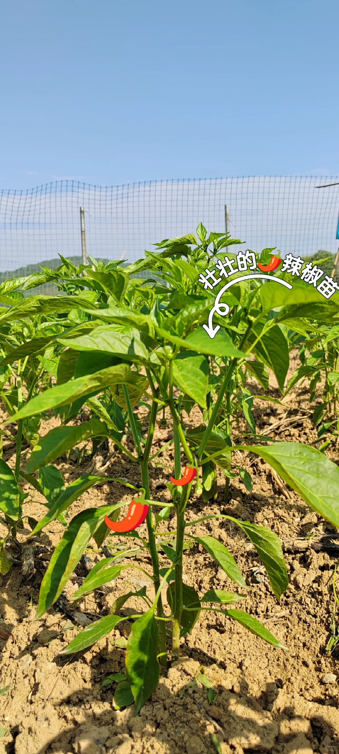 春天播种的蔬菜，夏天也是丰收的季节