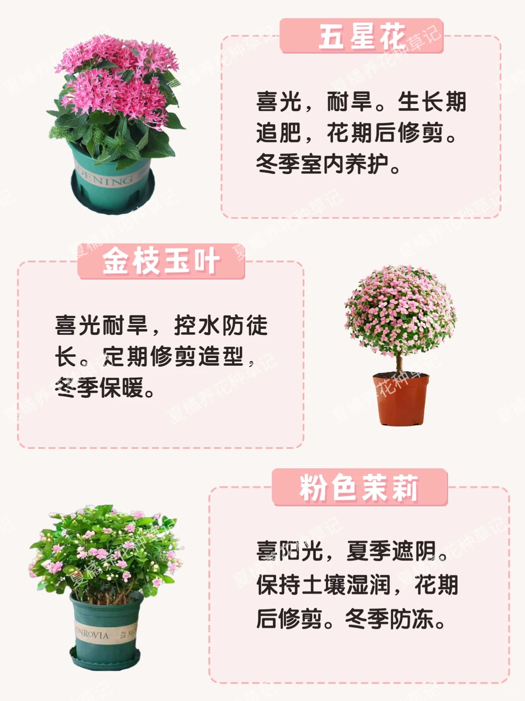 救命！这些粉粉嫩嫩的绿植也太治愈了吧