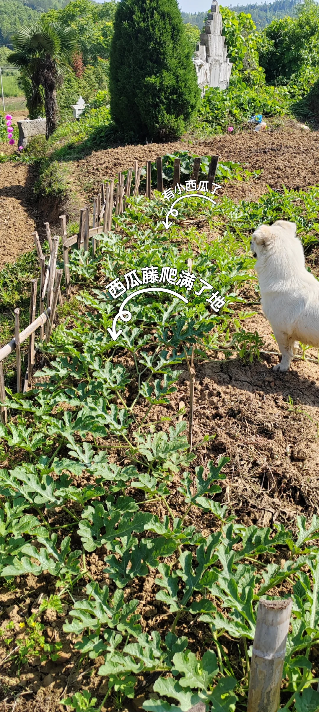 春天播种的蔬菜，夏天也是丰收的季节