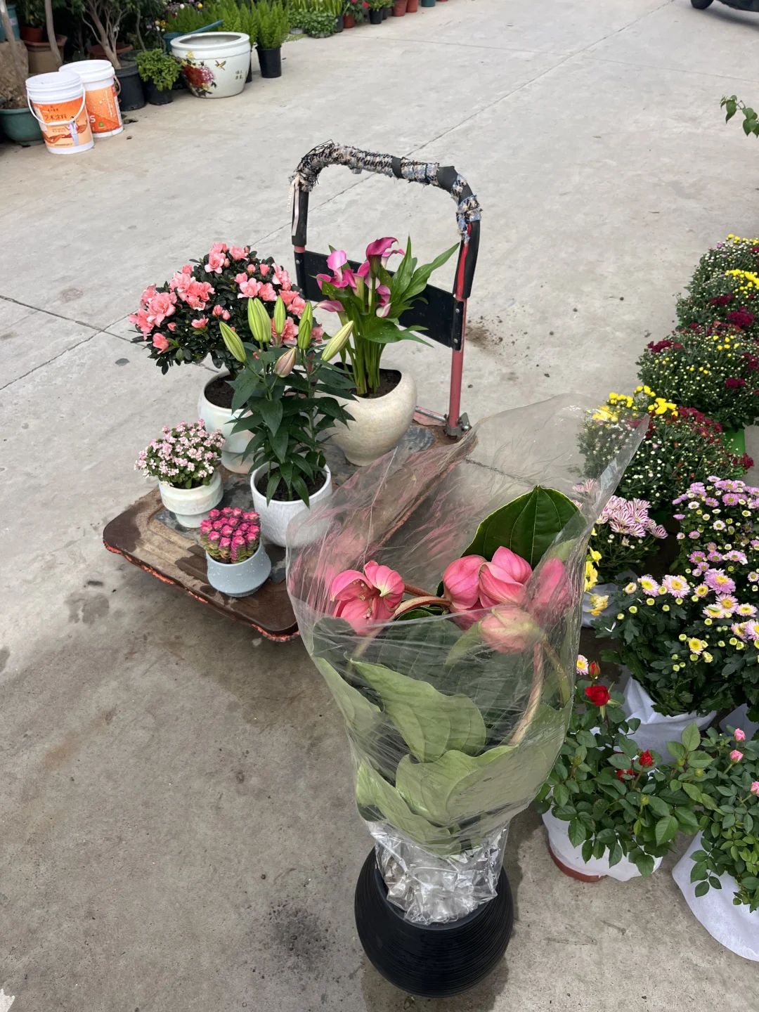 快来为家中添置些漂亮绿植吧！新货上架！