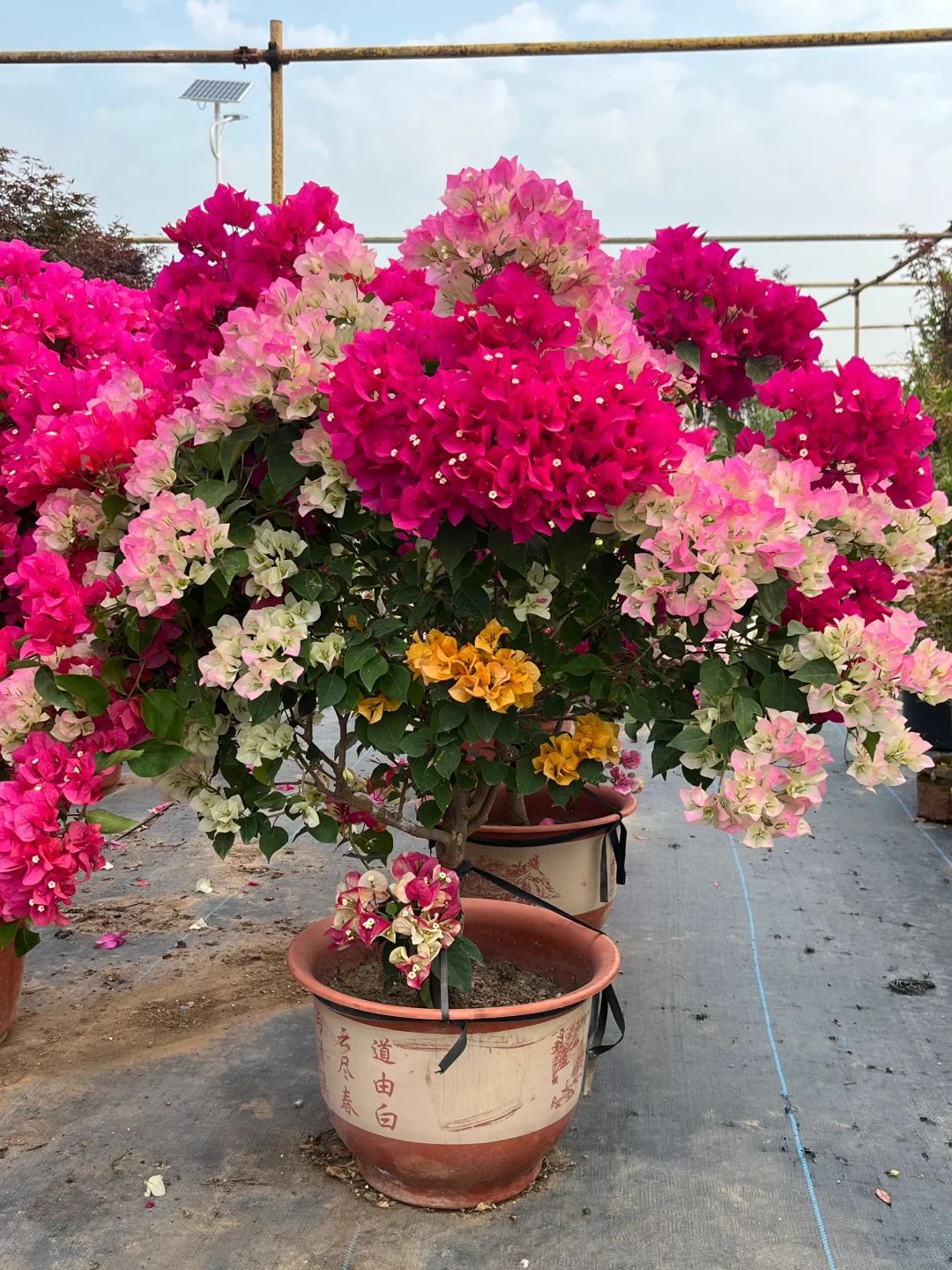 北京同城绿植基地