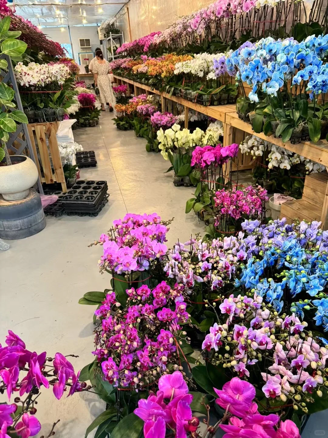 最近新入的蝴蝶兰，都超爱！还发现新基地