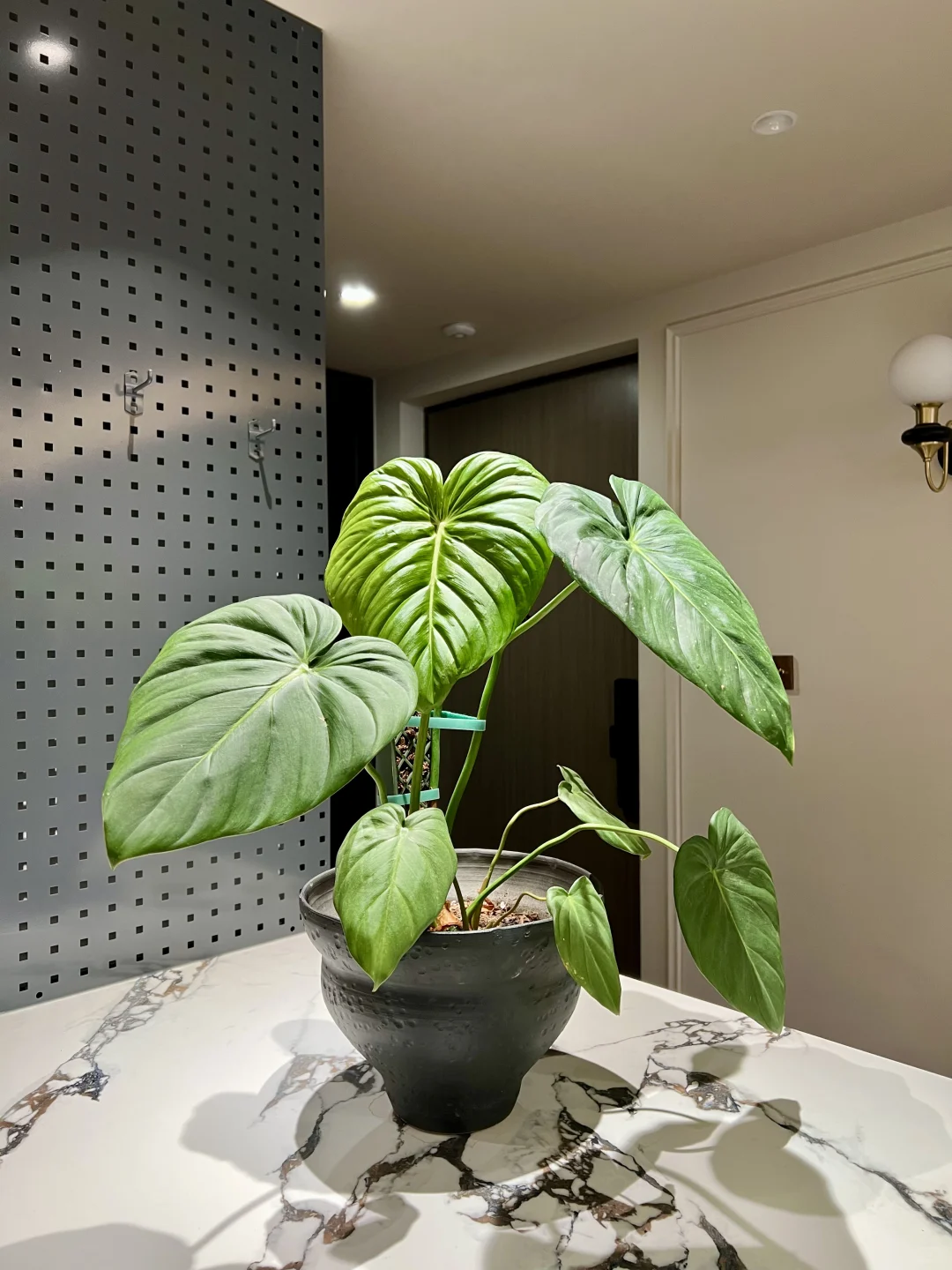 封闭阳台，一棵会开花的树