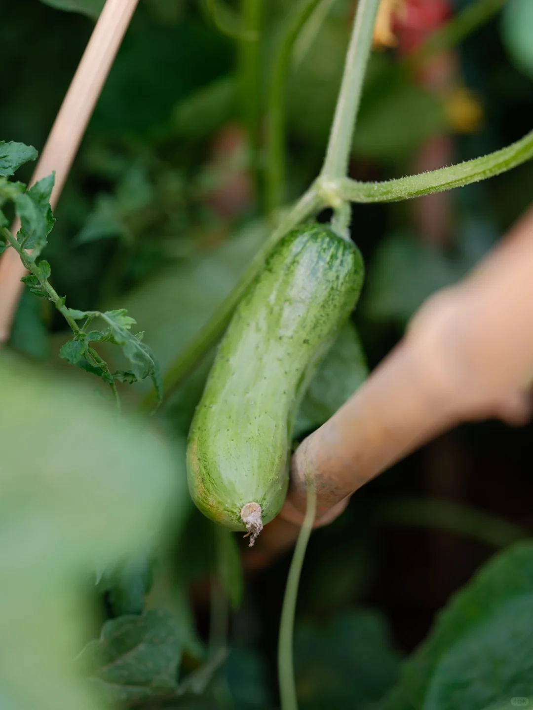 我要我的小菜园~各种蔬菜