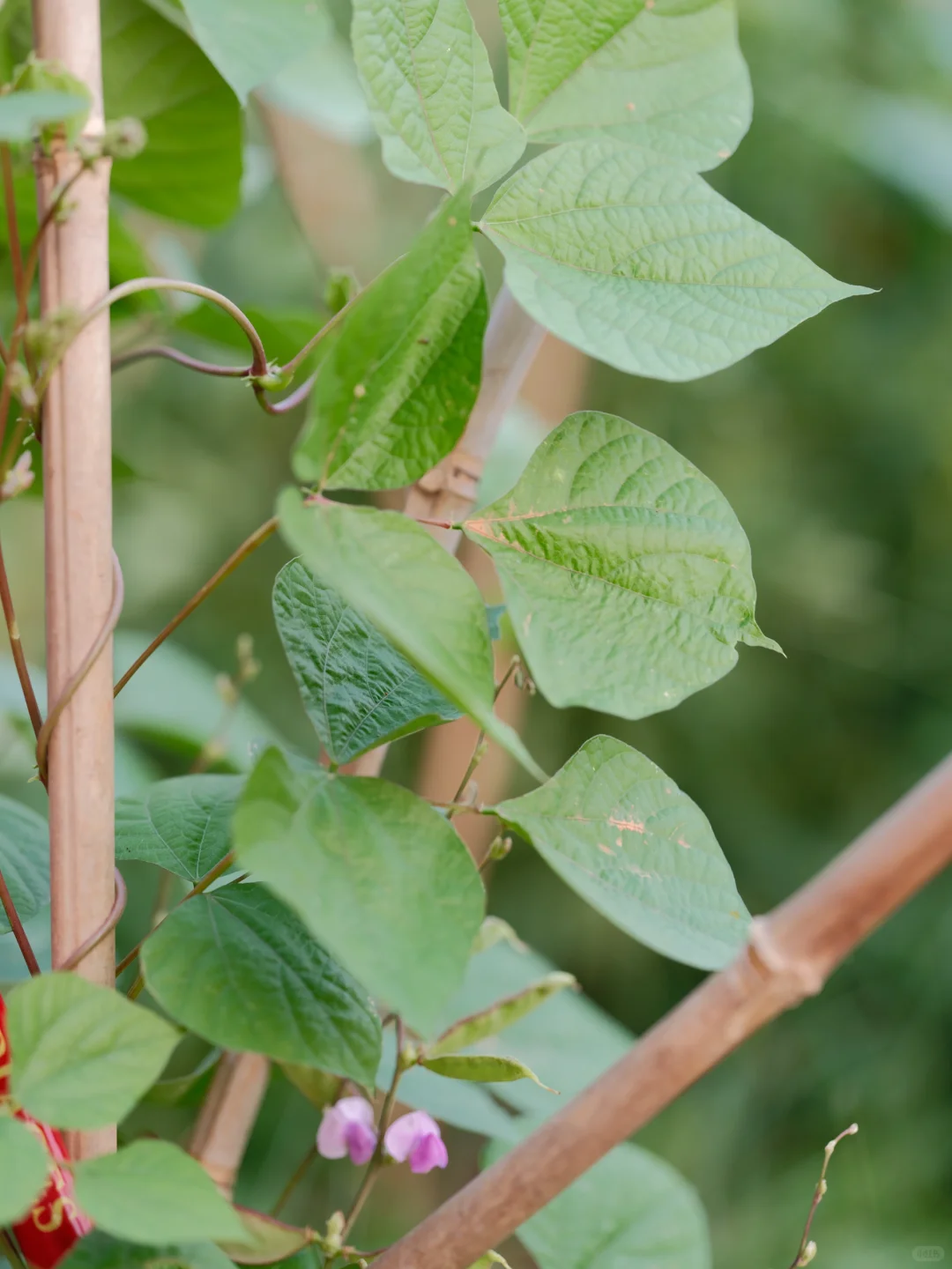 我要我的小菜园~各种蔬菜